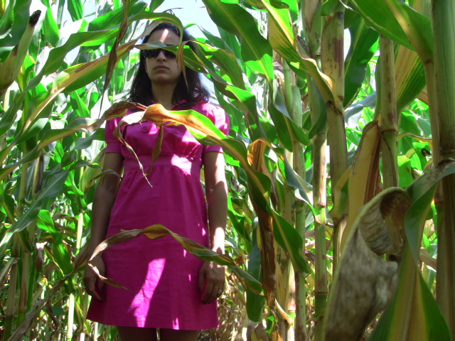 Cornfield